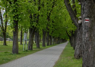 Alej České Velenice